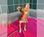 Small Photo #2 Chihuahua-Unknown Mix Puppy For Sale in Rancho Cucamonga, CA, USA