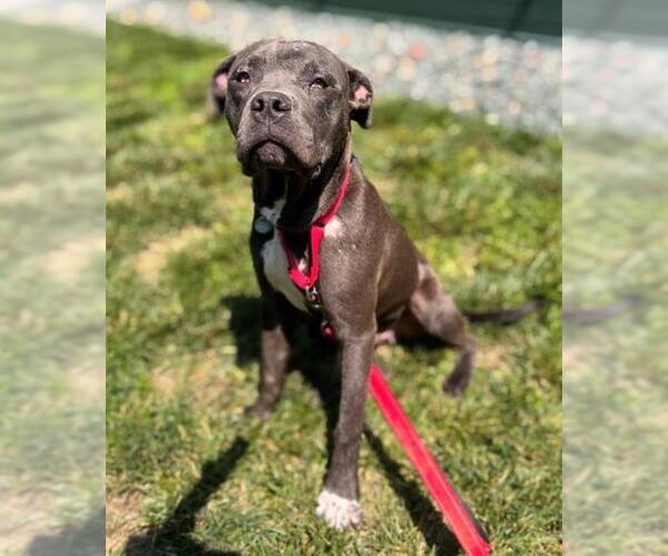 Medium Photo #2 American Pit Bull Terrier Puppy For Sale in Waterford, VA, USA
