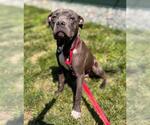 Small #1 American Pit Bull Terrier