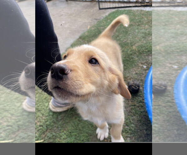 Medium Photo #2 Golden Pyrenees Puppy For Sale in Tracy City, TN, USA