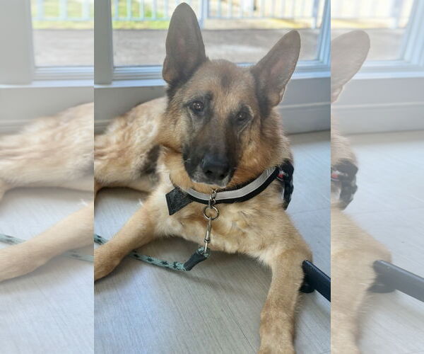 Medium Photo #3 German Shepherd Dog Puppy For Sale in Millburn, NJ, USA