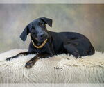 Small #1 Labrador Retriever Mix