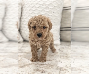 Poodle (Toy) Puppy for sale in NORTH LAWRENCE, OH, USA