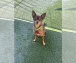 Small #5 Chihuahua Mix