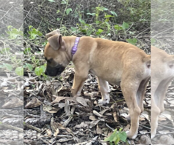 Medium Photo #2 Labrador Retriever-Unknown Mix Puppy For Sale in The Woodlands, TX, USA