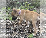 Small #1 Labrador Retriever Mix