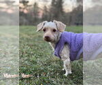 Small #7 Poodle (Miniature)