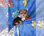 Small #3 Yorkshire Terrier