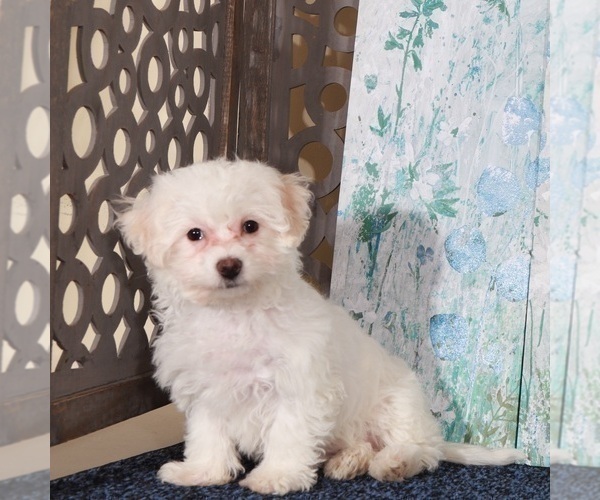 Medium Photo #3 Bichon Frise Puppy For Sale in MOUNT VERNON, OH, USA
