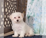 Small #2 Bichon Frise