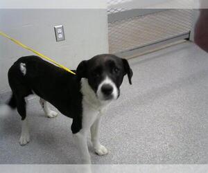 American Pit Bull Terrier-Unknown Mix Dogs for adoption in Pasadena, TX, USA