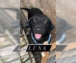 Small #2 Labrador Retriever Mix