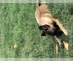Small Photo #11 Belgian Malinois Puppy For Sale in HARKER HEIGHTS, TX, USA