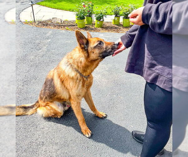 Medium Photo #2 German Shepherd Dog Puppy For Sale in Millburn, NJ, USA