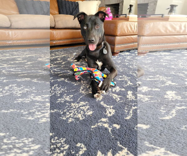 Medium Photo #3 Labrador Retriever-Unknown Mix Puppy For Sale in Doylestown, PA, USA