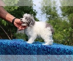 Small #4 Poodle (Toy)