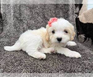 Cavachon-Poodle (Toy) Mix Puppy for sale in ELKTON, KY, USA