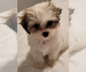 ShihPoo Puppy for sale in PLANT CITY, FL, USA