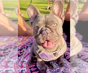 Mother of the French Bulldog puppies born on 04/04/2025