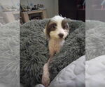 Small #2 Maltese Mix