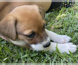 Labbe Dogs for adoption in Oakhurst, NJ, USA
