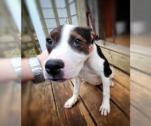 Medium Photo #1 Mutt Puppy For Sale in Raleigh, NC, USA