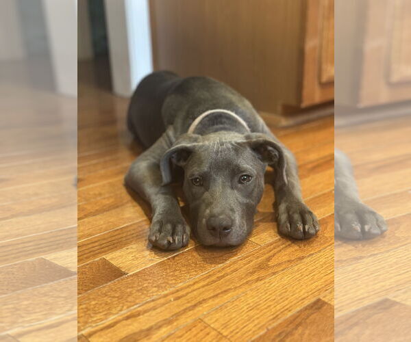 Medium Photo #9 Mutt Puppy For Sale in Greenville, SC, USA
