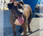 Small #12 American Pit Bull Terrier-Labrador Retriever Mix
