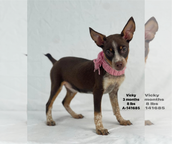 Medium Photo #1 Mutt Puppy For Sale in Woodbury, NY, USA
