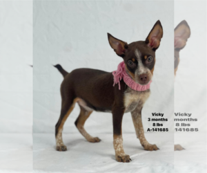 Mutt Dogs for adoption in Woodbury, NY, USA
