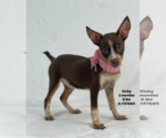Small Mutt