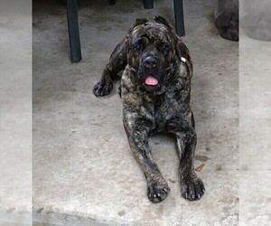 Mother of the Cane Corso puppies born on 08/22/2020