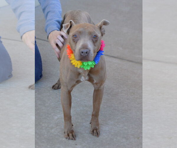 Medium Photo #3 American Pit Bull Terrier-Unknown Mix Puppy For Sale in McKinney, TX, USA