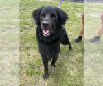 Small Labrador Retriever