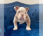 Small #3 English Bulldog