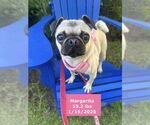 Small #1 Pug