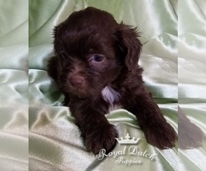 Zuchon Puppy for sale in LE MARS, IA, USA