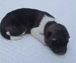 Small #1 Akita