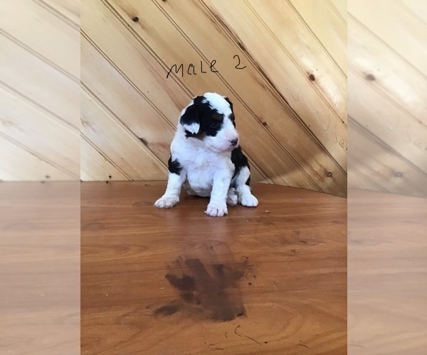 Medium Photo #5 Aussie-Poo Puppy For Sale in QUARRYVILLE, PA, USA