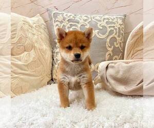 Shiba Inu Puppy for sale in PALO ALTO, CA, USA