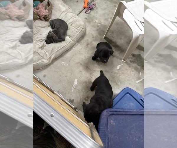 Medium Photo #3 Cane Corso Puppy For Sale in CORONA, CA, USA