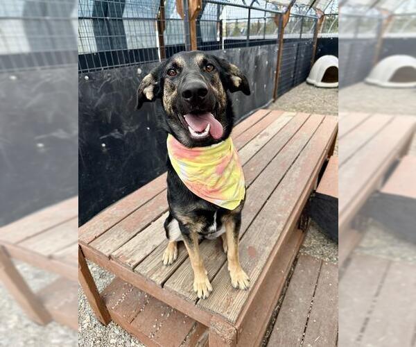 Medium Photo #2 German Shepherd Dog-Unknown Mix Puppy For Sale in Frisco, CO, USA