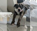 Small #5 American Bulldog-Staffordshire Bull Terrier Mix