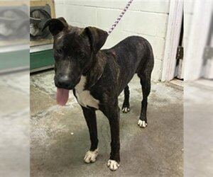 American Pit Bull Terrier-Unknown Mix Dogs for adoption in San Andreas, CA, USA