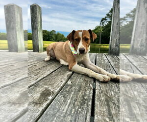 Cookie Sweets - Female Mutt Dog for Adoption - Photo #2