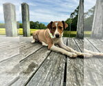 Small Photo #2 Mutt Puppy For Sale in Boston, MA, USA