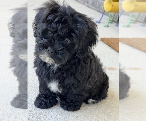 Medium Photo #1 Morkie Puppy For Sale in MARTINSVILLE, IN, USA