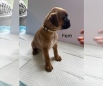 Puppy Fern Boxer