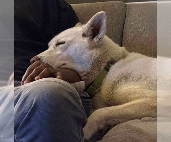 Medium Photo #2 Siberian Husky Puppy For Sale in Omaha, NE, USA