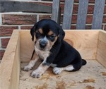 Small #28 Beagle